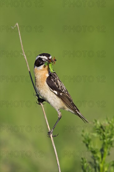 Whinchat (Saxicola rubetra) with prey in beak, Germany, Europe