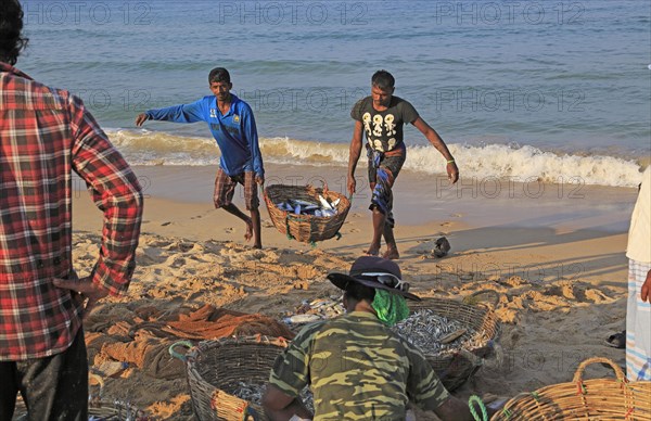 Traditional fishing hauling nets Nilavelli beach, near Trincomalee, Eastern province, Sri Lanka, Asia