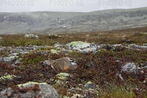 Eurasian Dotterel (Charadrius morinellus) nesting on the tundra in the rain, Sweden, Europe