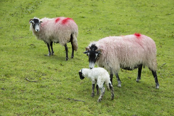 New born lamb and sheep, Lake District, Cumbria, England, UK