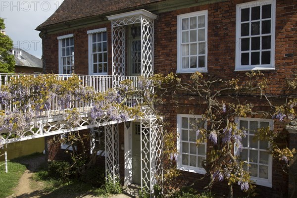 Wisteria plant in flower in garden of historic private home, Hungerford, Berkshire, England, UK