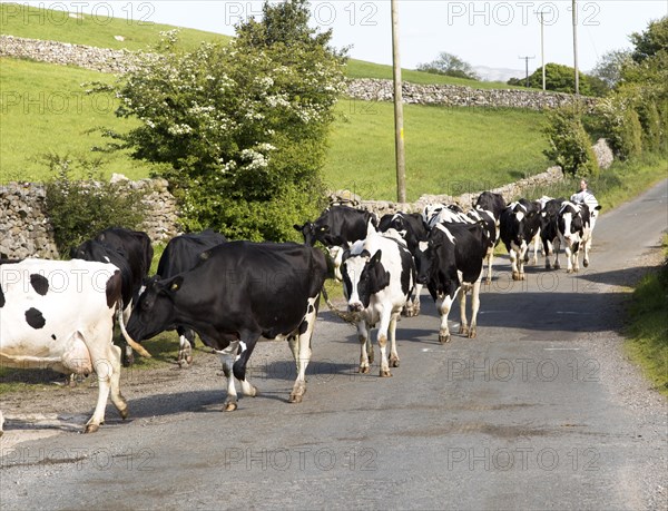 Cattle being walked home for milking, near Clapham, Yorkshire Dales national park, England, UK