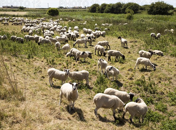 Flock of sheep grazing on Oxley Marshes, Hollesley, Suffolk, England, UK