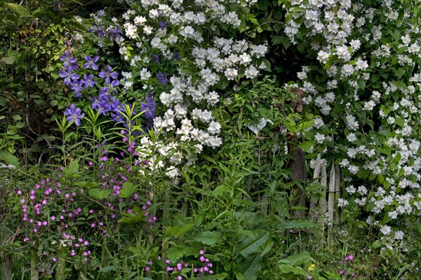 Sweet Mock-orange, English Dogwood (Philadelphus coronarius) and Red campion (Silene dioica, Melandrium rubrum) in garden