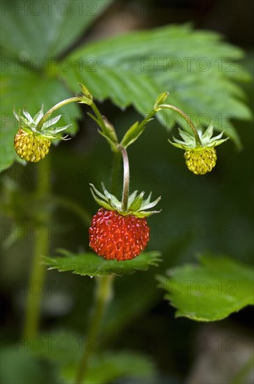 Woodland strawberry, Wild strawberries (Fragaria vesca) in forest