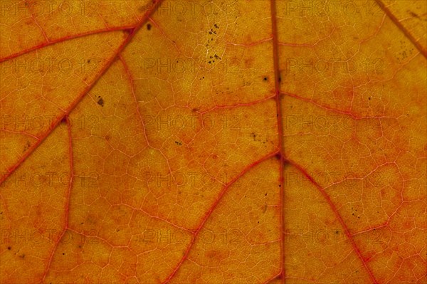 Norway maple (Acer platanoides) close up of leaf in orange autumn colours showing veins