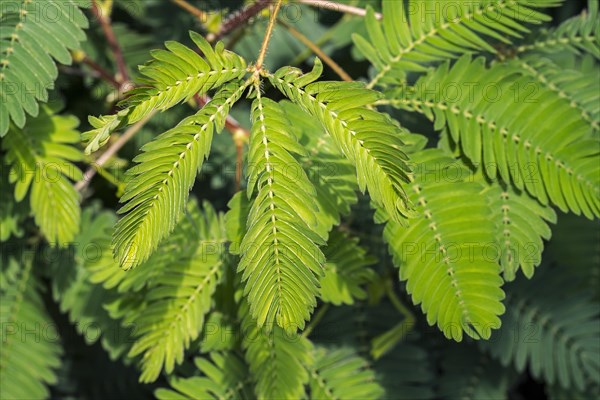 Sensitive plant, sleepy plant, touch-me-not (Mimosa pudica) close-up of leaflets folding inwards, native to South America and Central America