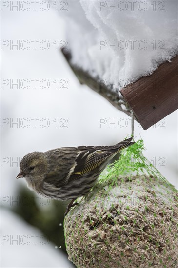 Eurasian Siskin (Carduelis spinus) female feeding from fat ball at bird feeder in garden in the snow in winter