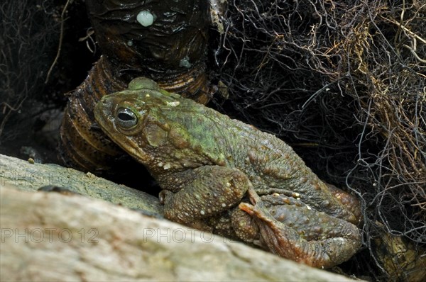 Moss toad, Evergreen toad, Green climbing toad (Incilius coniferus, Bufo coniferus), Costa Rica, Central America