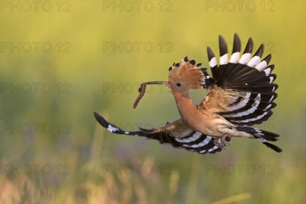 Eurasian hoopoe (Upupa epops) with erected crest feathers in flight over meadow with caught grub prey in beak