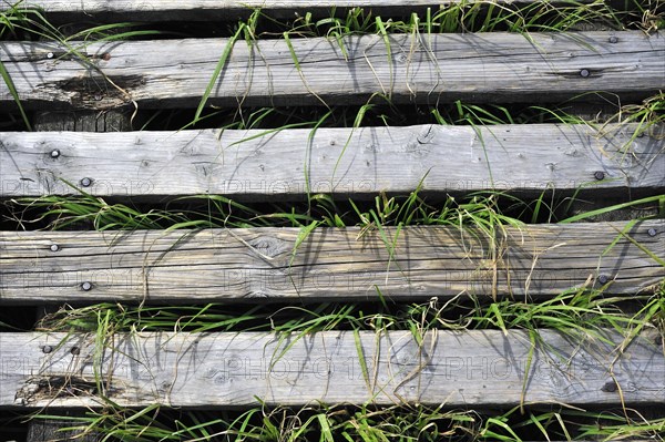 Wooden boardwalk in the moorland of the fragile ecosystem High Fens, Hautes Fagnes, Belgian Ardennes, Belgium, Europe