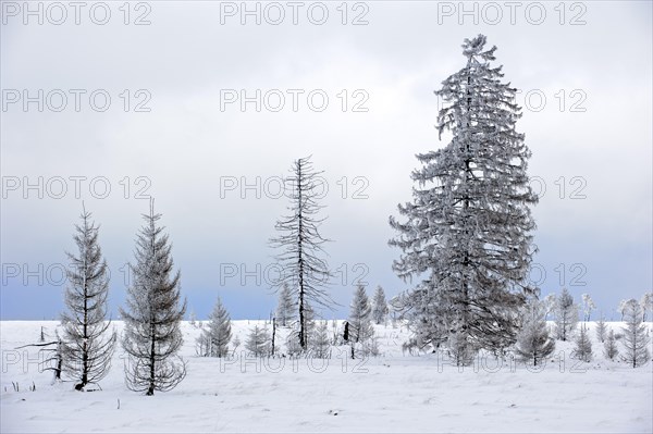 Snow covered burned spruce trees in frozen moorland at Noir Flohay in the nature reserve High Fens, Hautes Fagnes in winter, Belgian Ardennes, Belgium, Europe