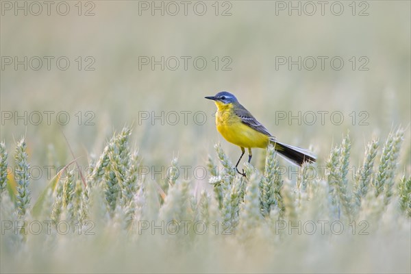 Blue-headed wagtail (Motacilla flava flava) male perched in cereal field, cornfield in summer