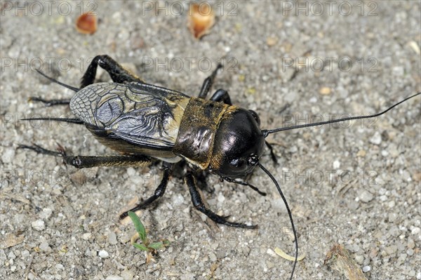 Field cricket (Gryllus campestris), La Brenne, France, Europe