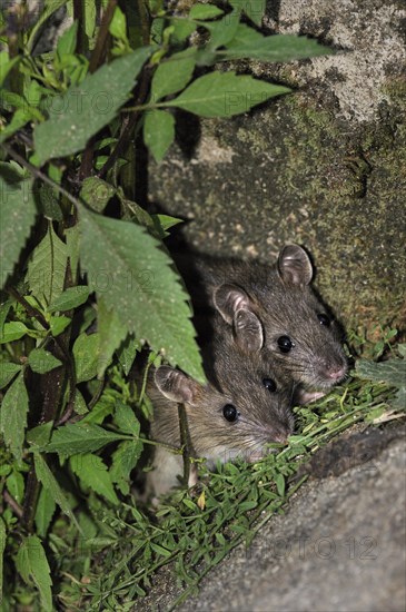 Two juvenile Brown rats (Rattus norvegicus) hiding in vegetation along wall, France, Europe