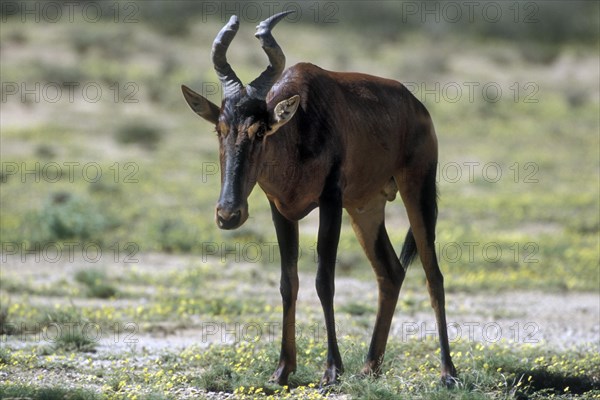 Red Hartebeest (Alcelaphus buselaphus) in the Kalahari desert, Kgalagadi Transfrontier Park, South Africa, Africa