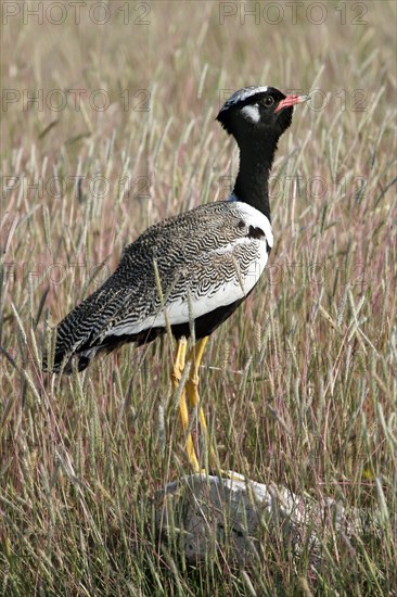 White-quilled bustard, Northern black korhaan (Eupodotis afraoides) on rock in grassland, Etosha National Park, Namibia, South Africa, Africa