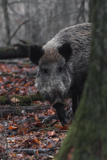 A wild boar cautiously explores the forest floor, Stuttgart, Baden-Wuerttemberg, Germany, Europe