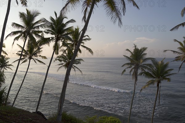 Tropical scenery of palm trees on a hillside by blue ocean, Mirissa, Sri Lanka, Asia