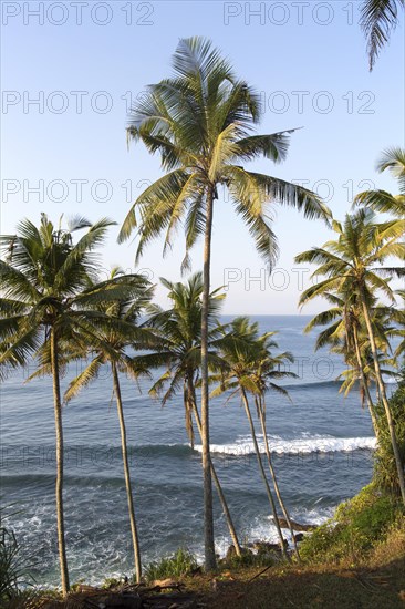 Tropical scenery of palm trees on a hillside by blue ocean, Mirissa, Sri Lanka, Asia