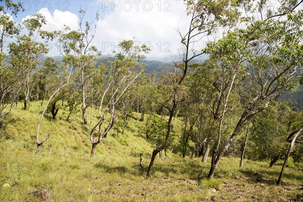 Forested hillside on Ella Rock mountain, Badulla District, Uva Province, Sri Lanka, Asia