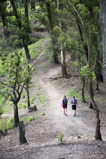 Walkers passing through forest, Ella Rock mountain, Ella, Badulla District, Uva Province, Sri Lanka, Asia