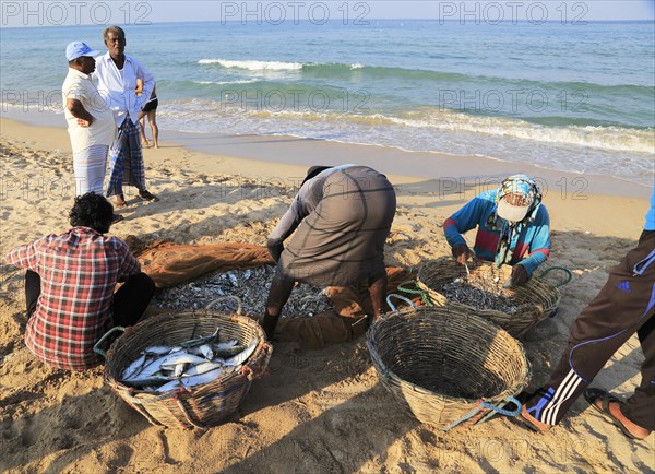 Traditional fishing hauling nets Nilavelli beach, near Trincomalee, Eastern province, Sri Lanka, Asia