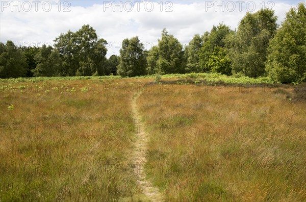 Pathway on Suffolk Sandlings heathland, Sutton, Suffolk, England, UK