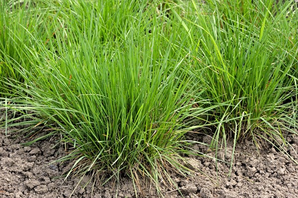 Crested hair grass, Crested hair-grass, Prairie June grass (Koeleria pyramidata), native to northern and eastern Europe