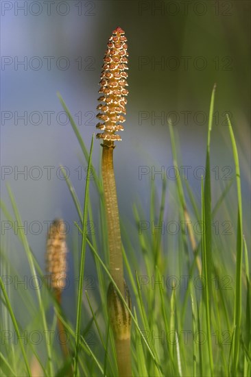 Fertile shoots of field horsetail, common horsetail (Equisetum arvense)