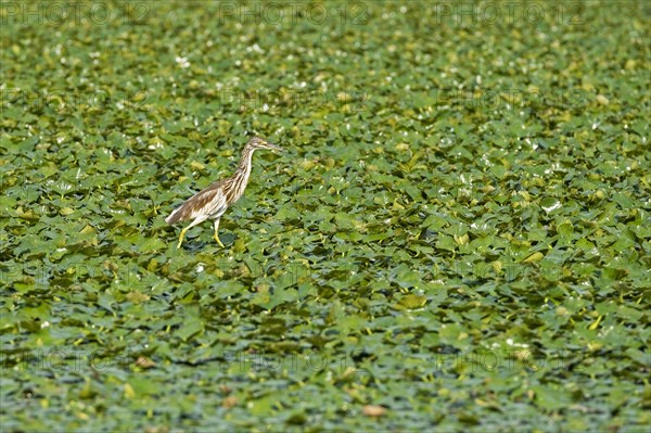 Squacco heron (Ardeola ralloides) in Skadar Lake, Lake Scutari, Lake Shkoder, Skadarsko Jezero National Park, Crmnica region, Bar, Montenegro, Europe