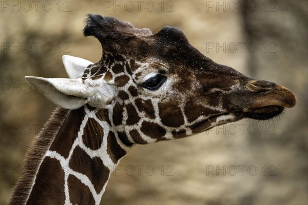 Giraffe head Giraffa reticulata
