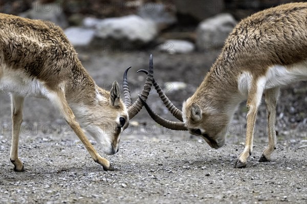 Persian goitered gazelle Gazella subgutturosa subgutturosa