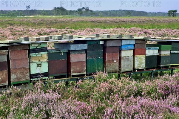 Row of colourful wooden beehives for honey bees (Apis mellifera) in heathland