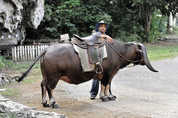 Tame riding bull for tourists, Vinales, Valle de Vinales, Pinar del Rio Province, Cuba, Greater Antilles, Caribbean, Central America