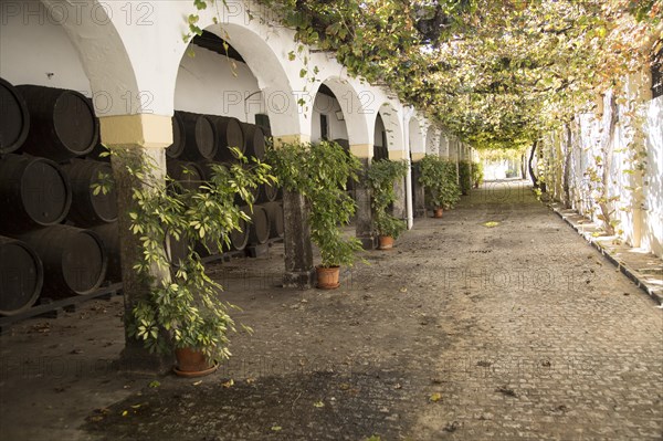 Historic courtyard with grapevines, Bodegas Domecq, Jerez de la Frontera, Cadiz province, Spain, Europe