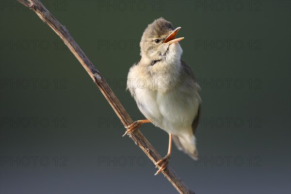 Singing marsh warbler (Acrocephalus palustris) from branch
