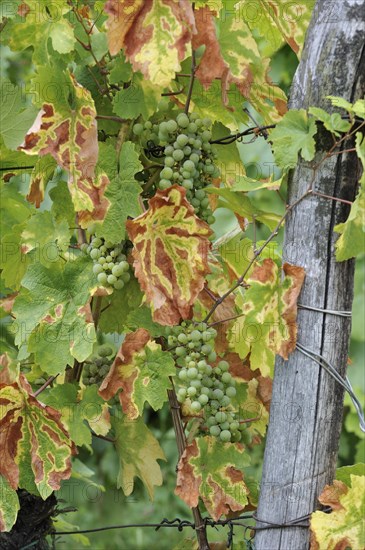 Grapes in vineyard at Dambach-la-Ville, Alsace, France, Europe