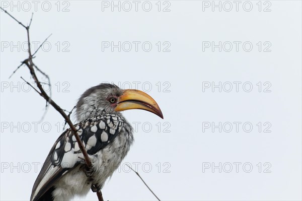 A red-ringed toco, Tockus leucomelas, bird with a striking beak sitting on a branch, Namibia, Africa