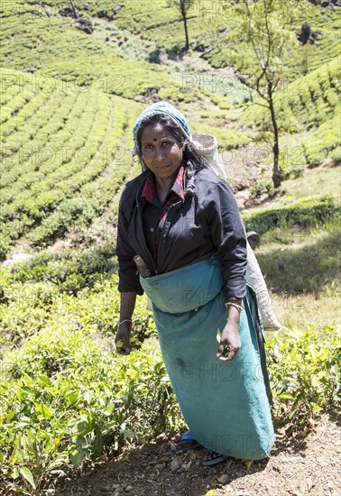 Female worker picking tea leaves on hillside, Nuwara Eliya, Central Province, Sri Lanka, Asia