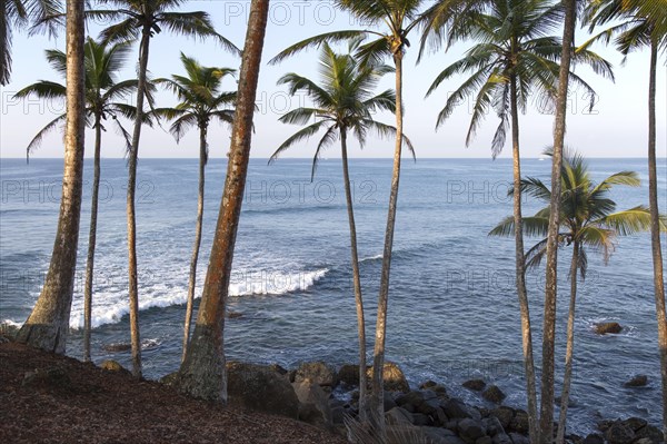 Tropical scenery of palm trees on a hillside by blue ocean, Mirissa, Sri Lanka, Asia