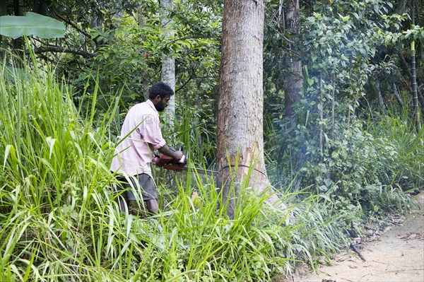 Man using chainsaw to fell teak tree, Ella, Badulla District, Uva Province, Sri Lanka, Asia