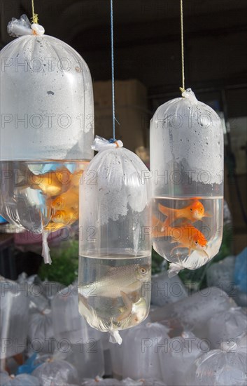 Goldfish on sale in plastic bags, Haputale market, Sri Lanka, Asia