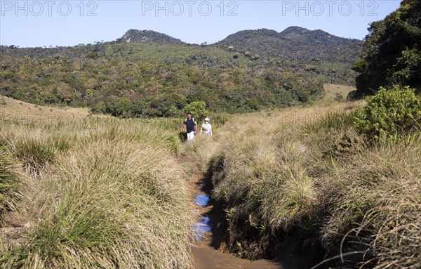 Walkers in Horton Plains national park montane grassland environment, Sri Lanka, Asia