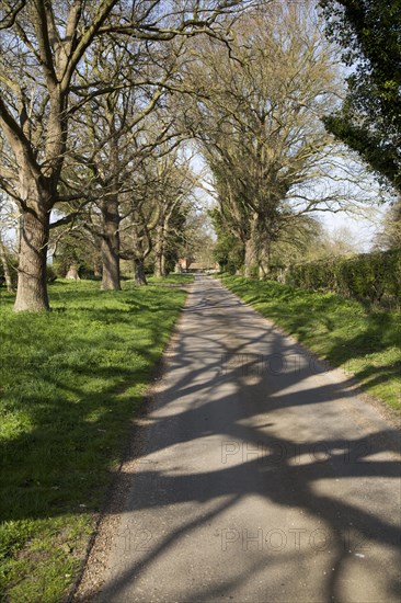 Long straight country road passing leafless trees, Sutton, Suffolk, England, UK