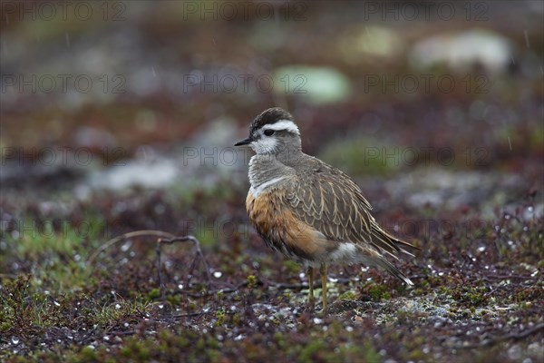 Eurasian Dotterel (Charadrius morinellus) in the rain on the tundra, Sweden, Europe