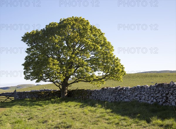 Tree green leaves early summer against blue sky, Malham, Yorkshire Dales national park, England, UK