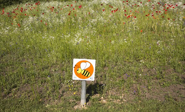 Wildflower meadow planted for bees in Abersychan, Torfaen, Monmouthshire, South Wales, UK