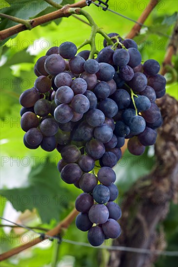 Table grapes (Vitis vinifera) growing in greenhouse in Flemish Brabant, Flanders, Belgium, Europe