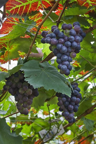 Table grapes (Vitis vinifera) growing in greenhouse in Flemish Brabant, Flanders, Belgium, Europe